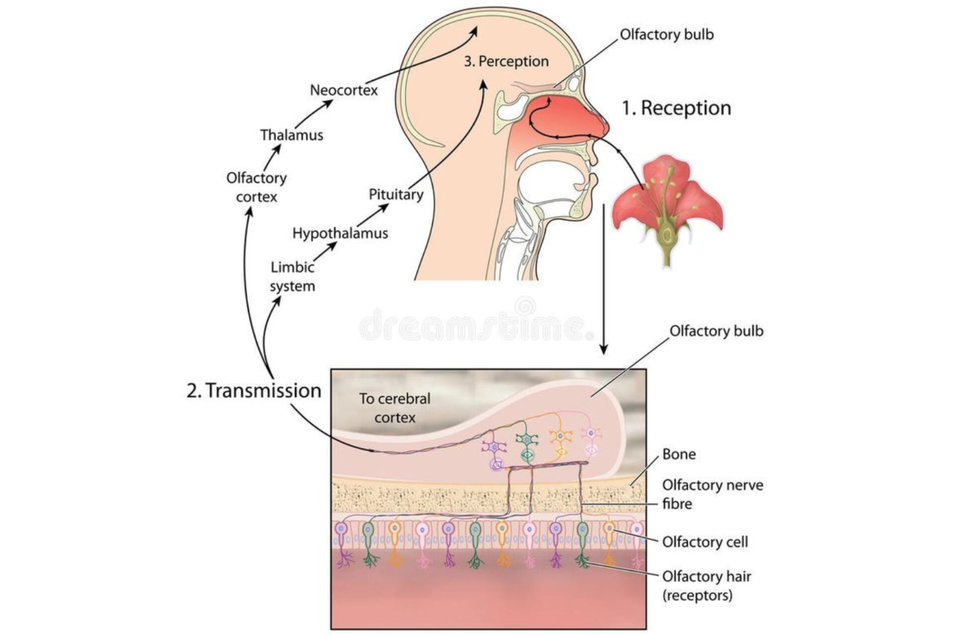 سیستم بویایی Olfactory