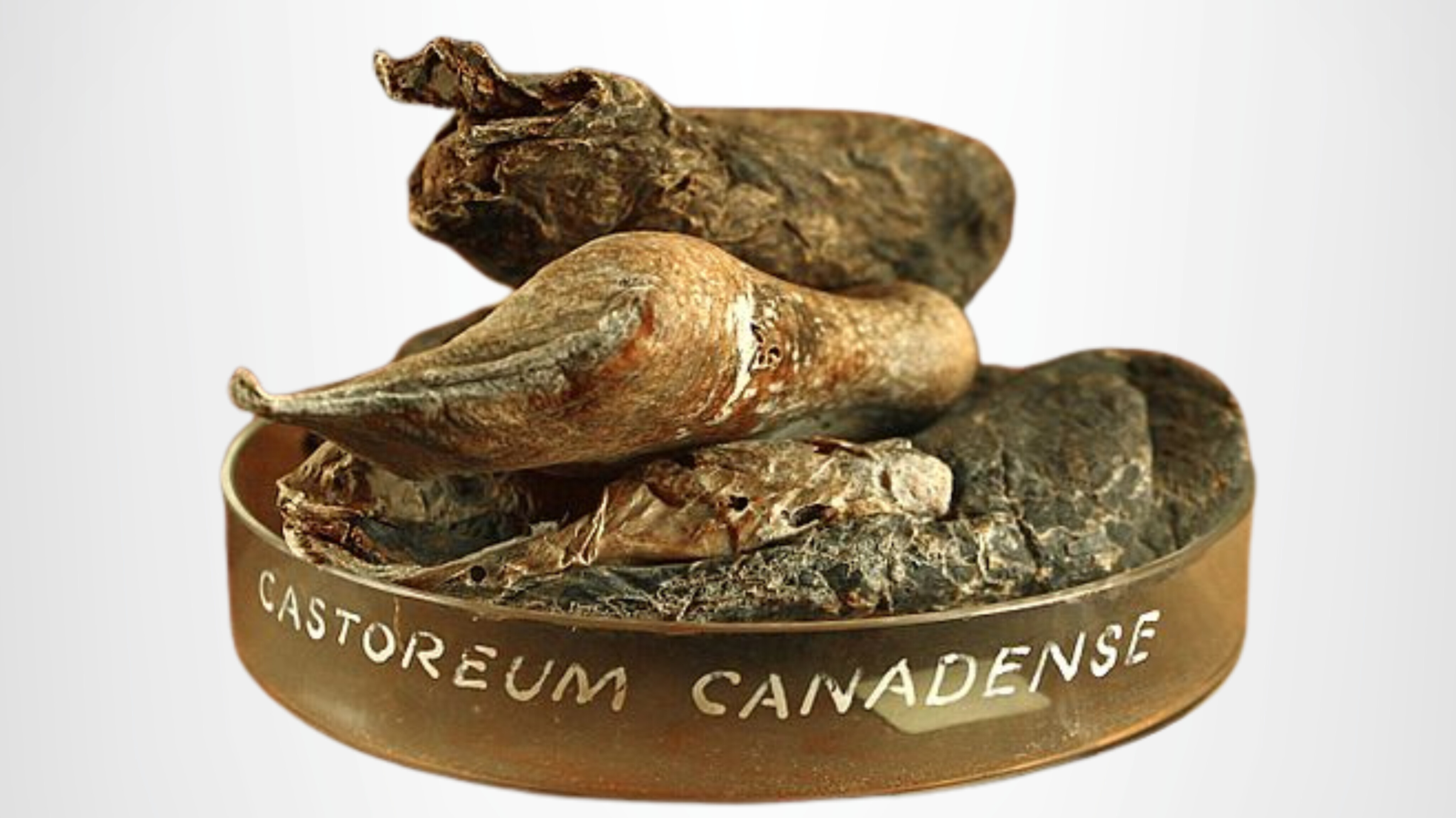 کاستوریوم-نت انیمالیک