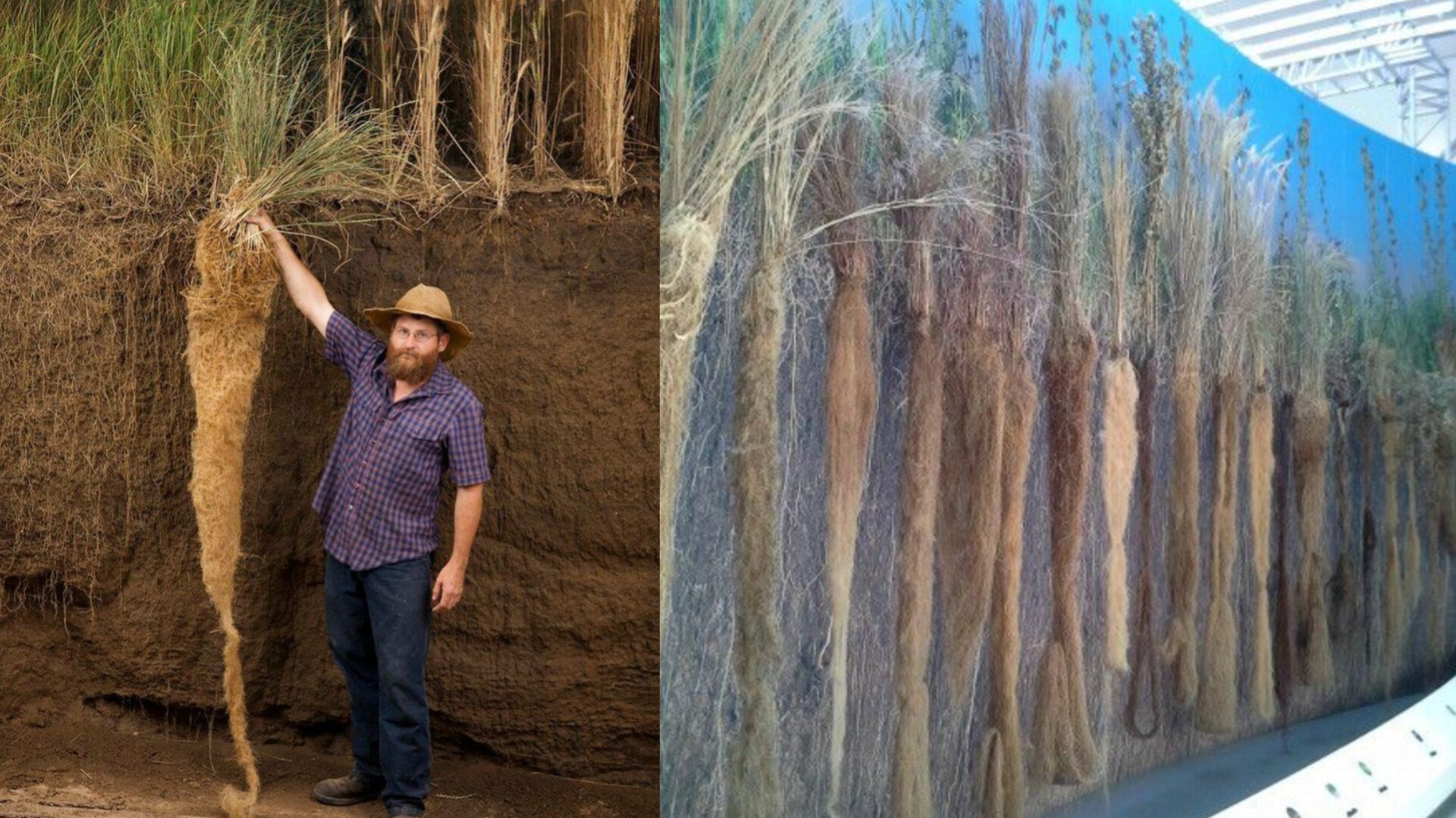 ریشه گیاه وتیور(خس خس)