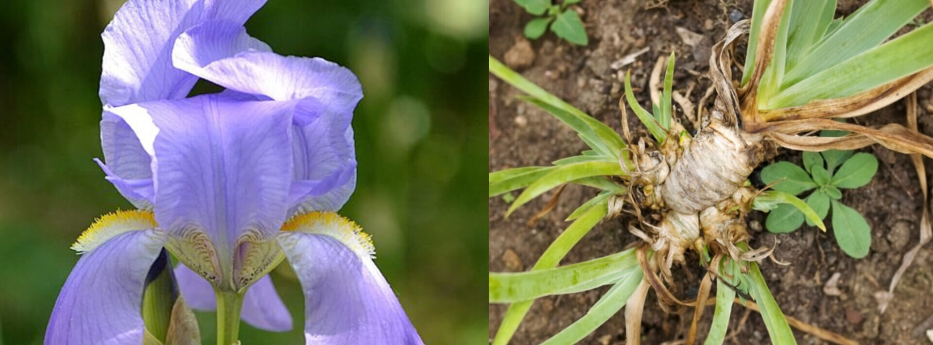 زنبق و ریشه زنبق