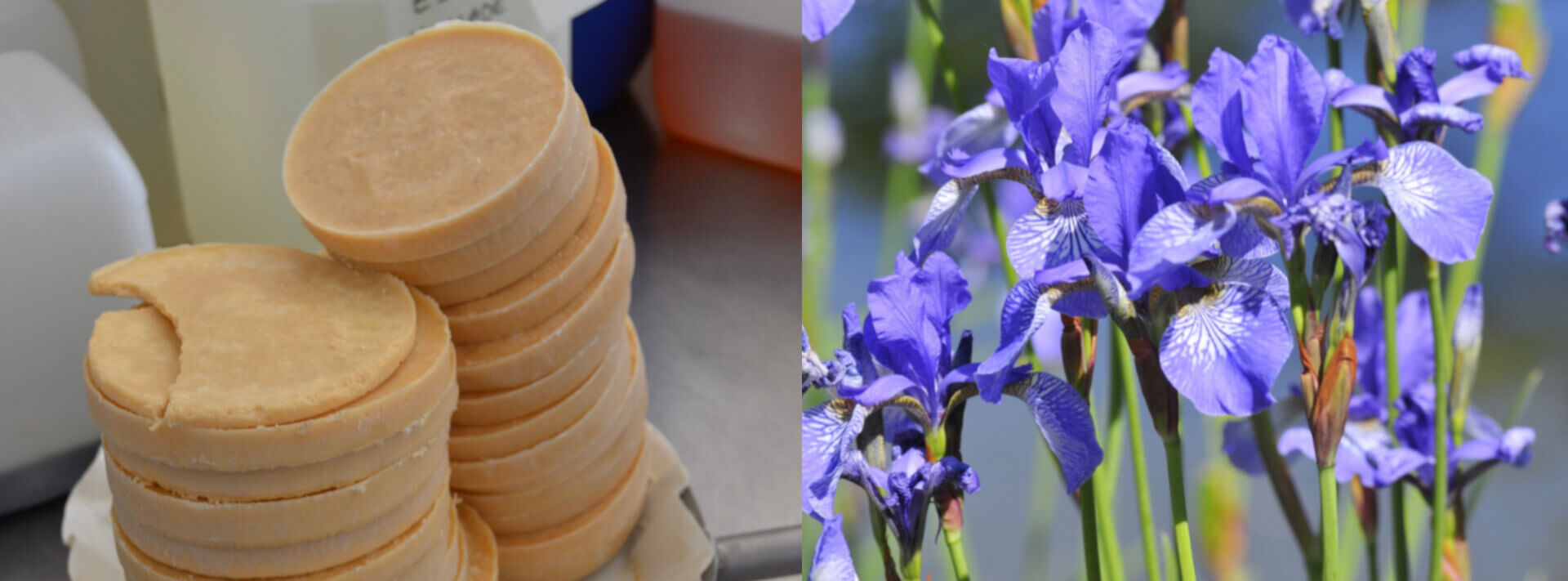 کره زنبق در عطرسازی