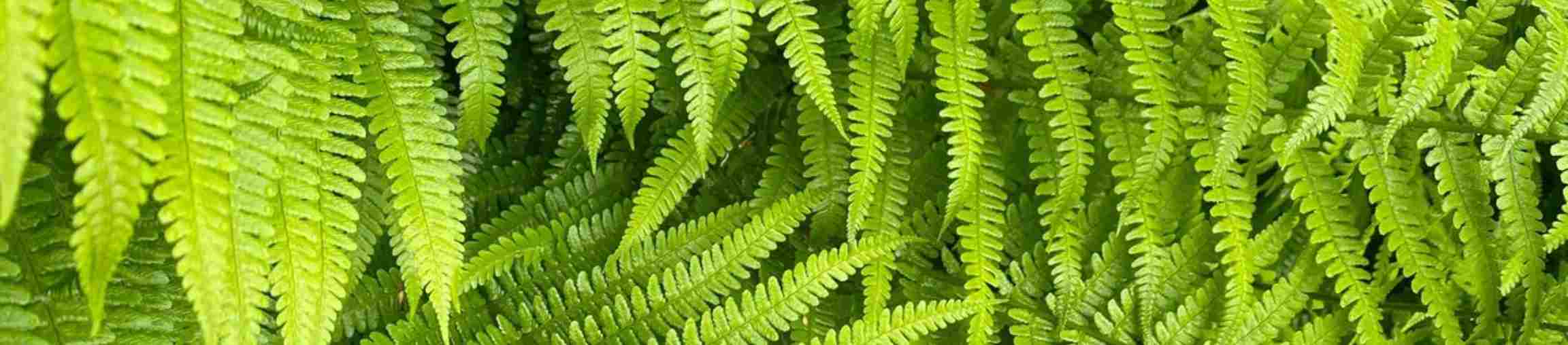 فوژه در عطرسازی