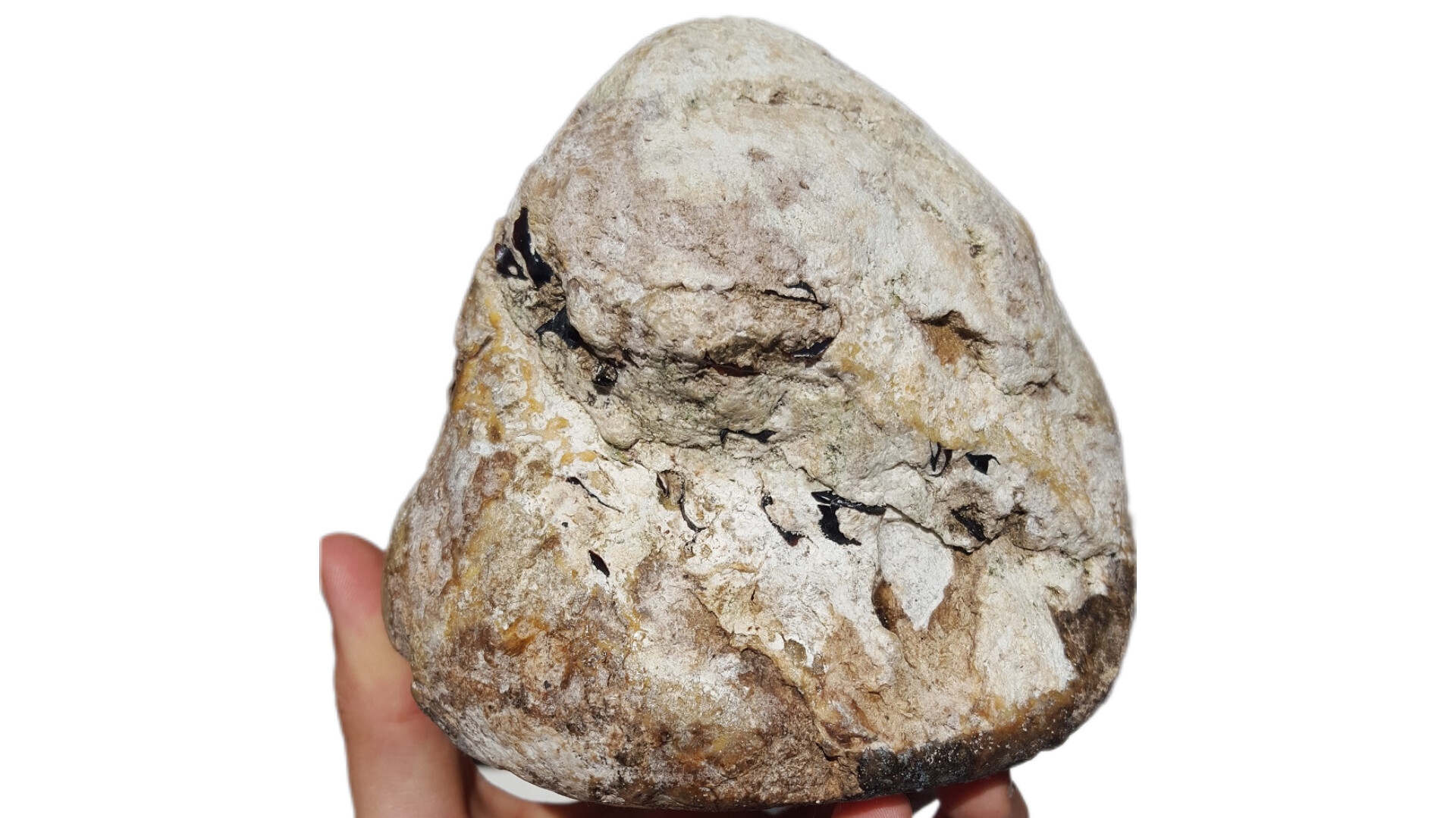 عنبرنهنگ_Ambergris
