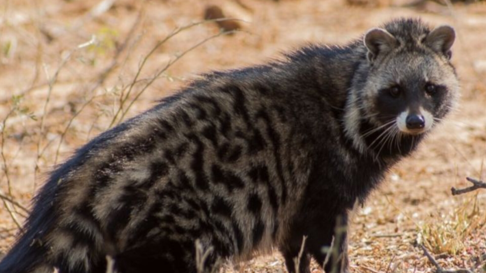 سیوت-گربه زباد-نت انیمالیک