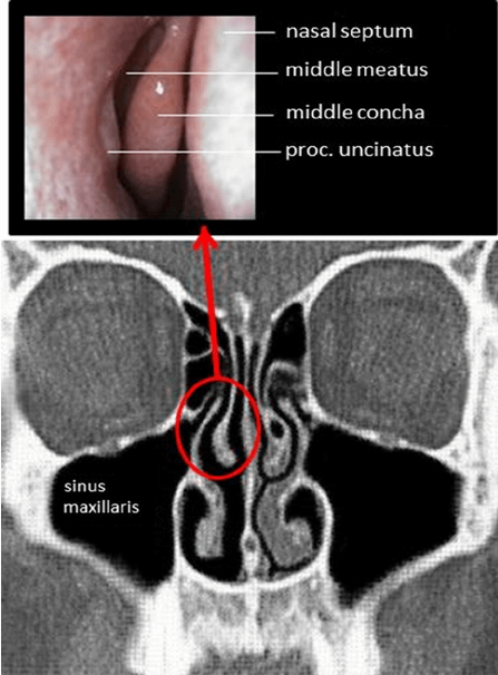 چرخه بویایی