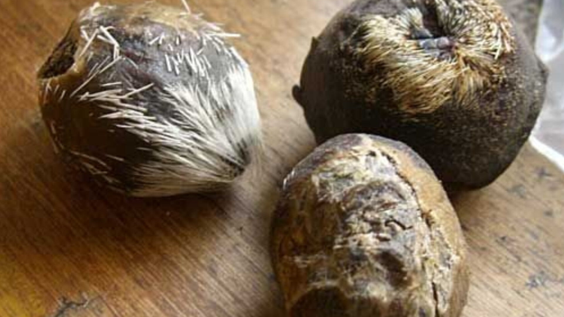 مشک آهو musk deer