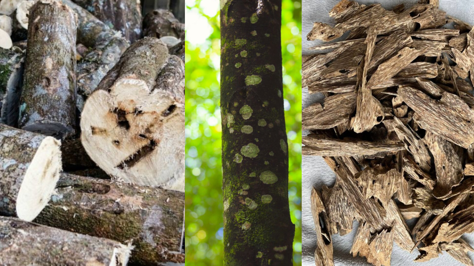 آگار وود-چوب عود-oud