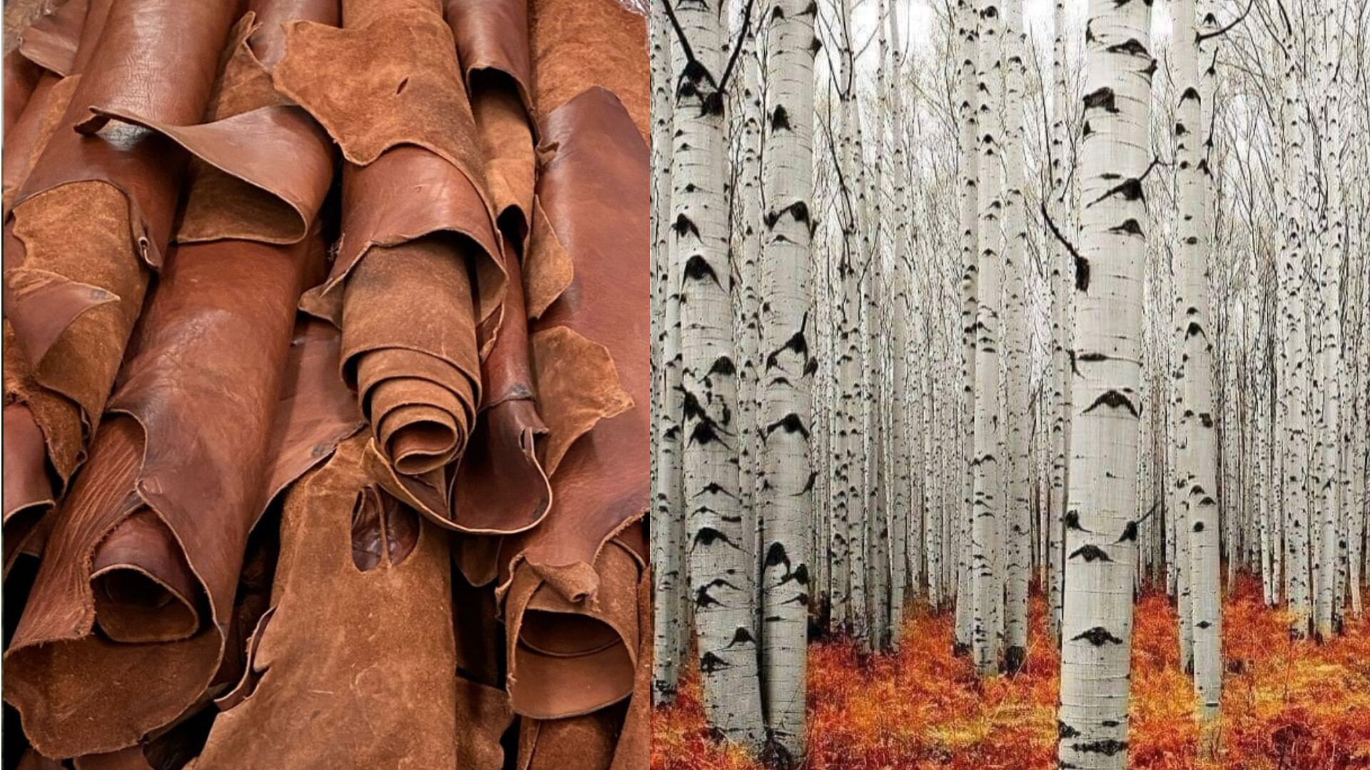 چرم روسی-قیر درخت غان