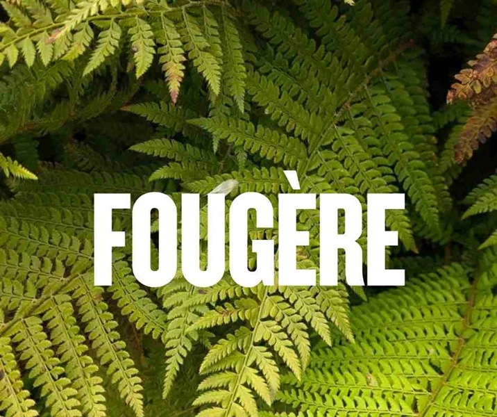 فوژه Fougère در عطرسازی
