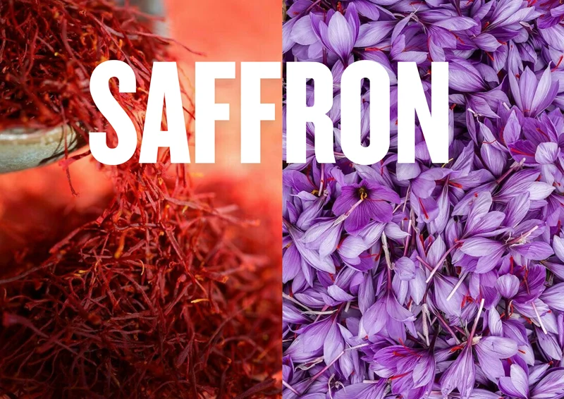 زعفرانsaffron طلای سرخ