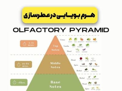 هرم بویایی چیست؟راز این هرم چیه؟
