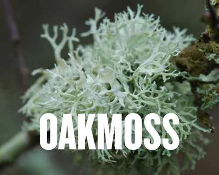 Oakmossخزه بلوط،نت اخراجی دنیای عطرسازی