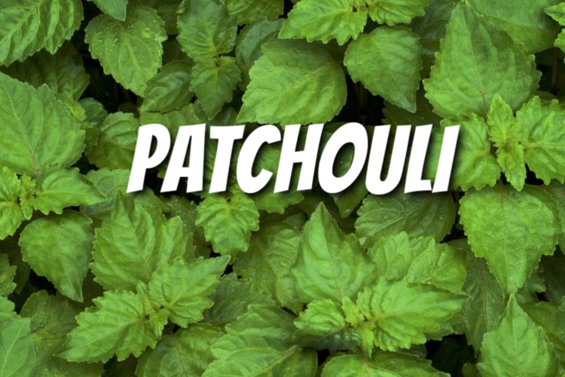 نعناع هندیpatchouliنقش و تاثیرش درعطرسازی