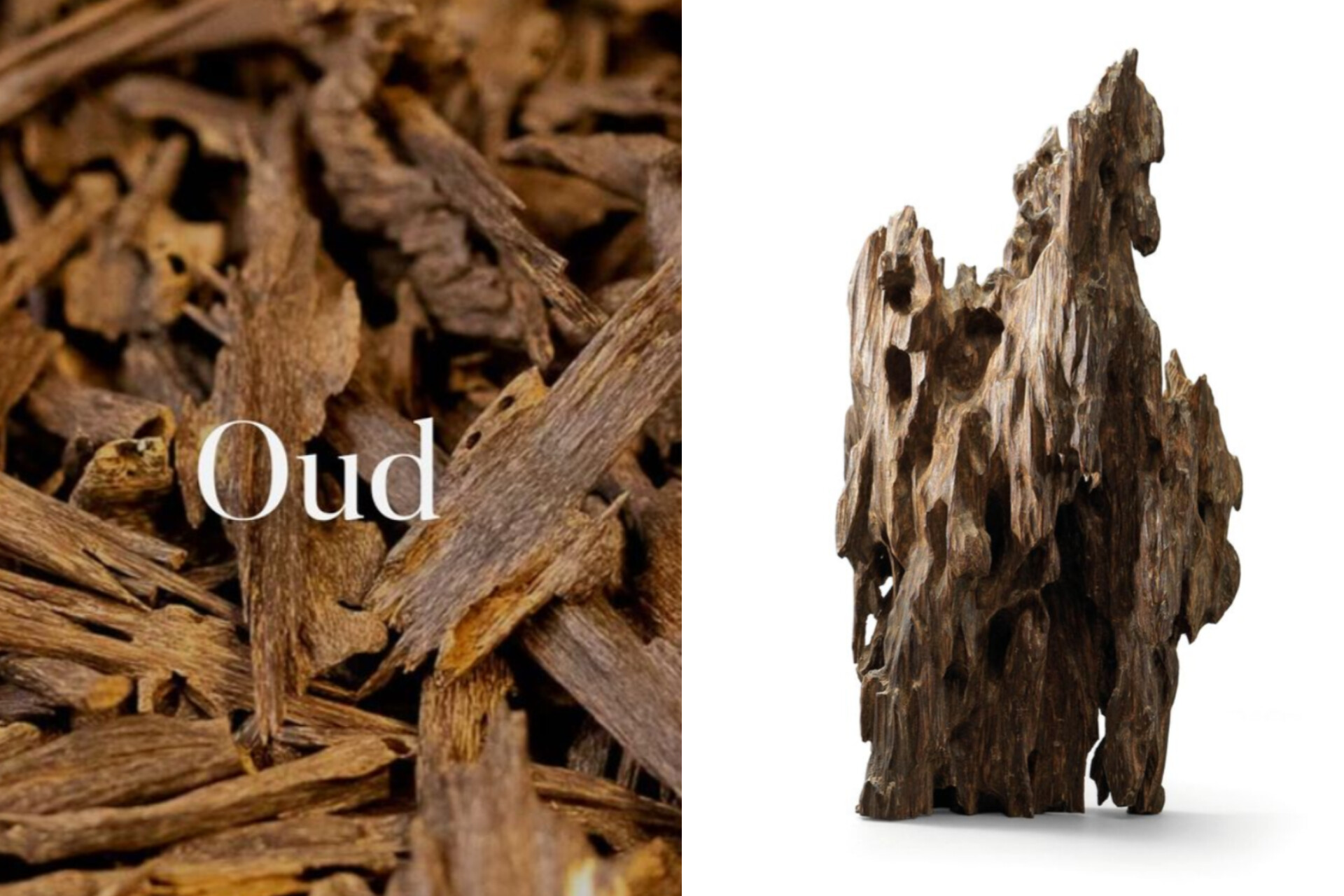 عودOUD،چوبی گرانتر از طلا