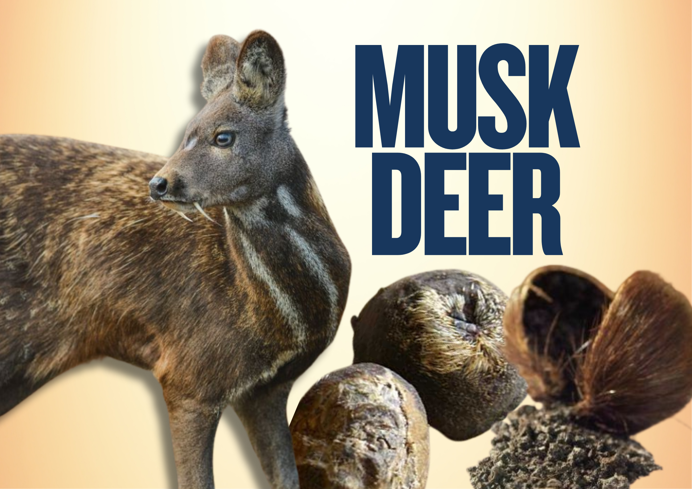 مشک musk،چرا در عطرسازی باارزشه؟