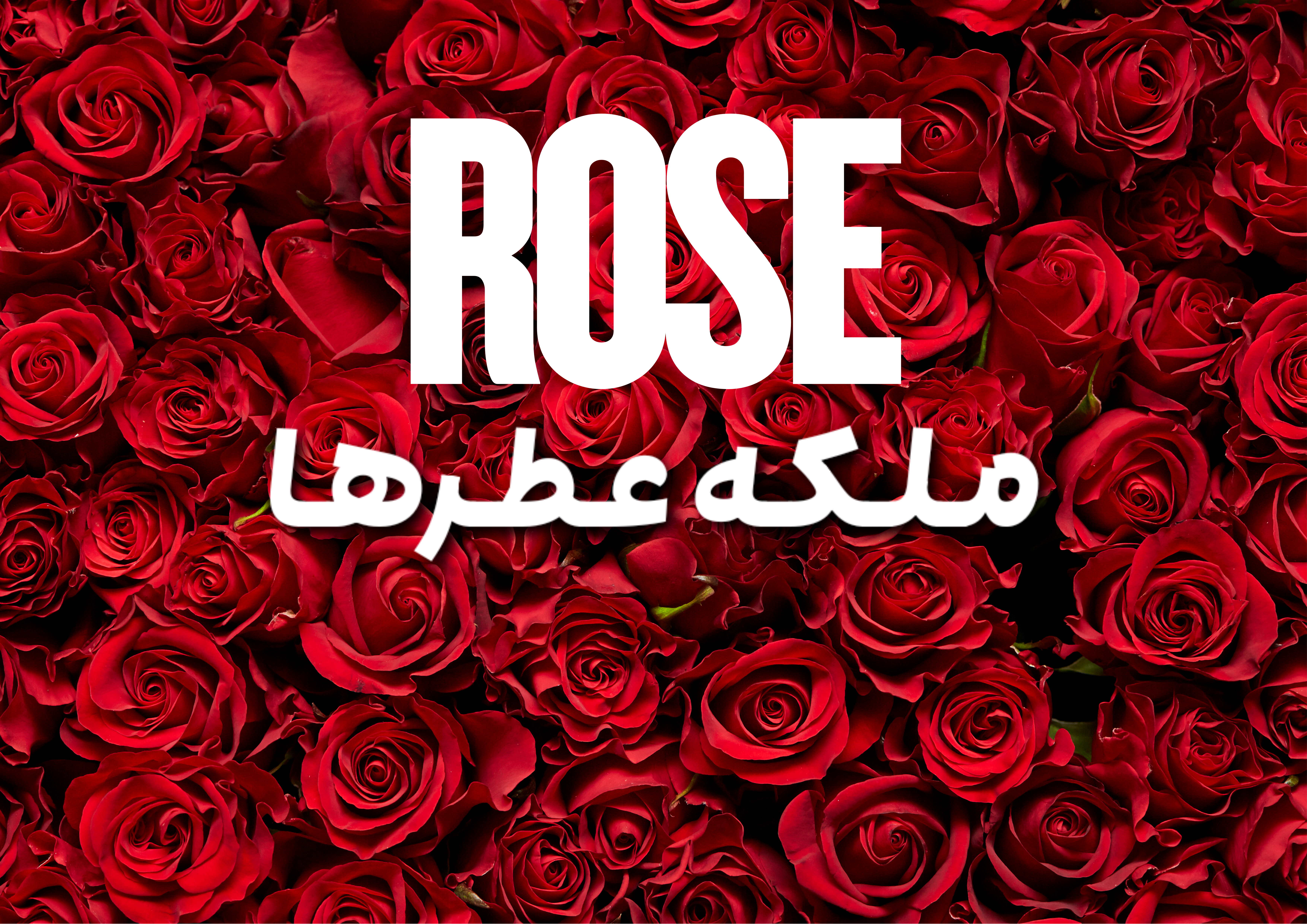 رز ROSE ملکه عطرها