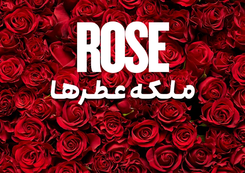 رز ROSE ملکه عطرها