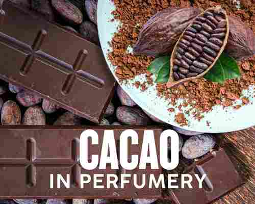 کاکائوCACAOدر عطرسازی
