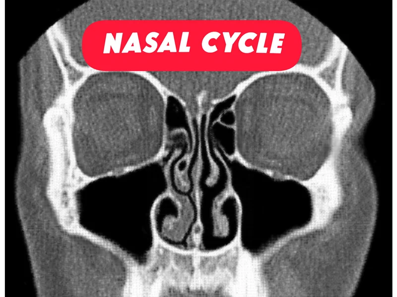 شیفت بویایی (Nasal Cycle)وقتی بینی راست و چپت نوبتی کار میکنند!