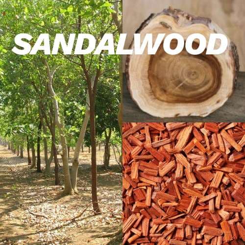 چوب صندل از روغن‌های مقدس شرق تا امضای برندهای نیش