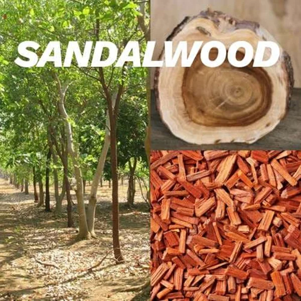 از روغنهای مقدس شرق تا امضای برندهای نیش