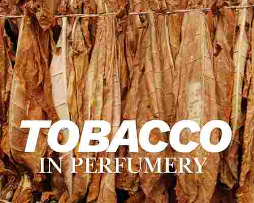 تنباکو Tobaccoدر عطرسازی