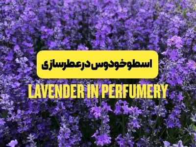 اسطوخودوس در عطرسازی_تاریخ، نقش، رایحه و بهترین عطرهای لوندر