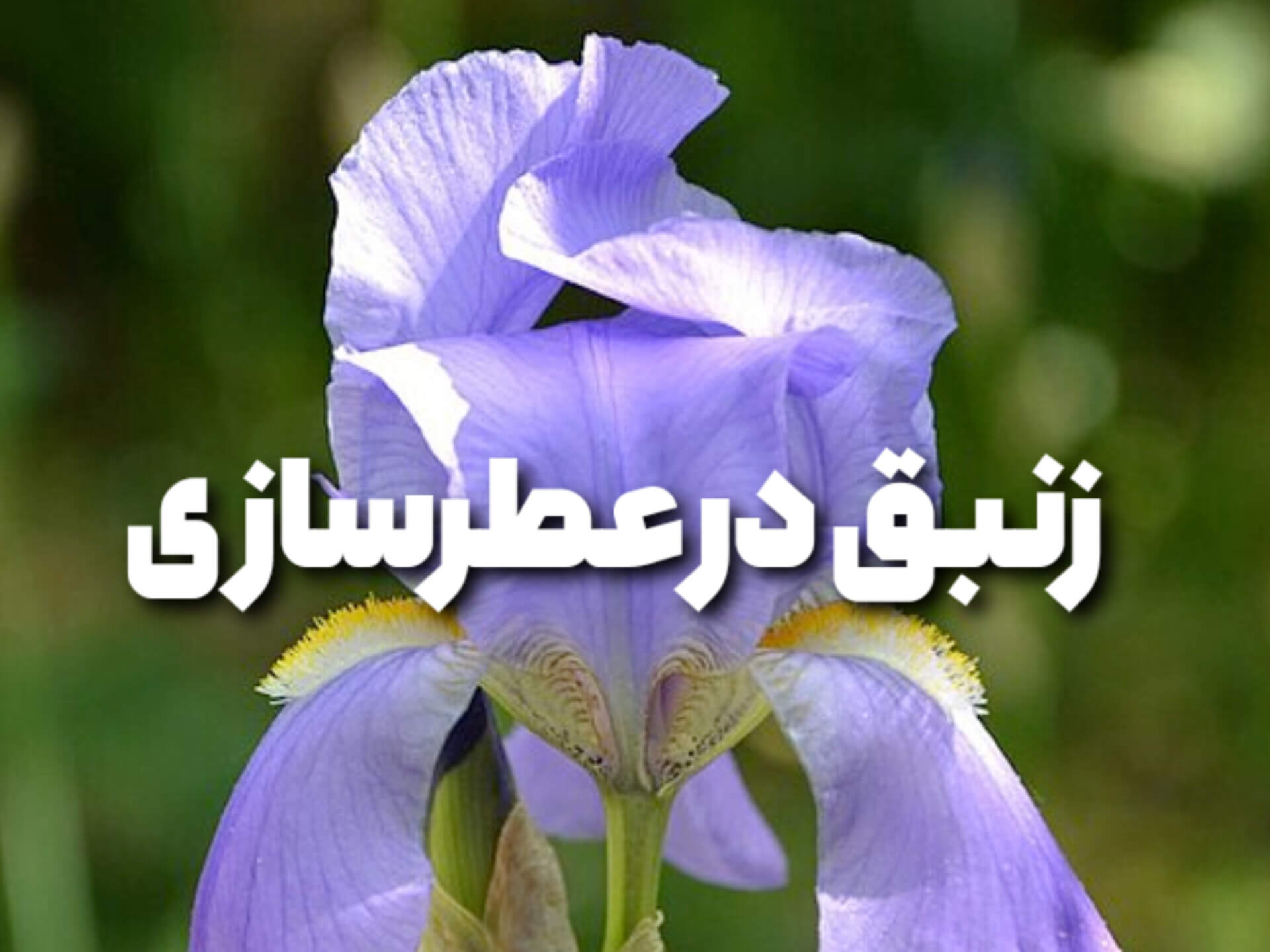 زنبق iris در عطرسازی؛ از خاک تا شکوه رایحه