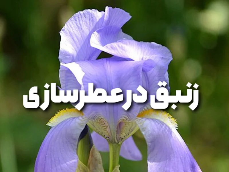 🌸 زنبق در عطرسازی؛ از خاک تا شکوه رایحه